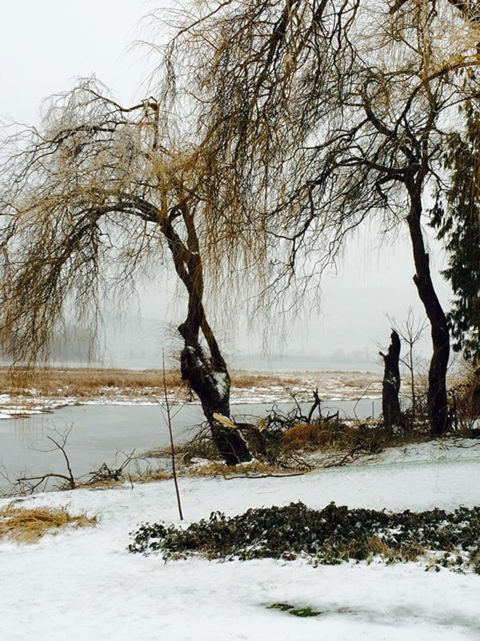Willow trees near Hatzic Lake were damaged during last night's storm.