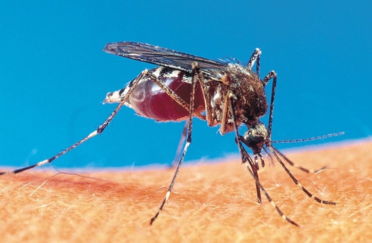 20122abbotsfordmosquito-closeup