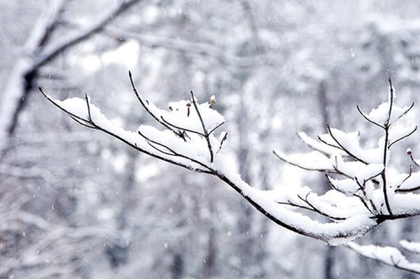 Snow on branch