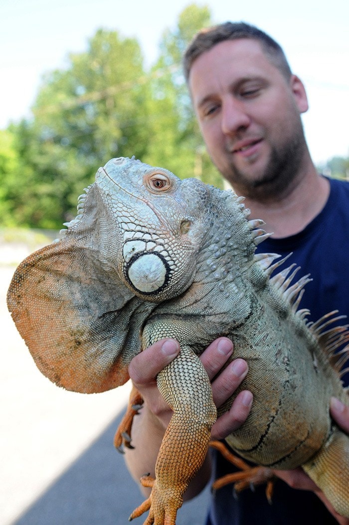 Reptile guy holds iguana