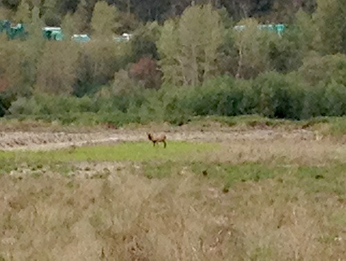 Elk sightings near Sumas First Nation land in Abbotsford