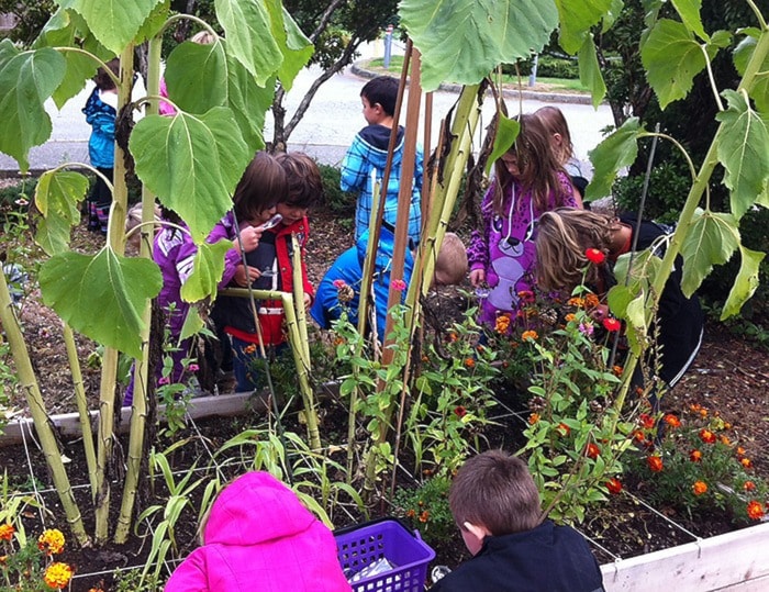 Students at Dewdney Elementary School receive lessons in gardening last year.