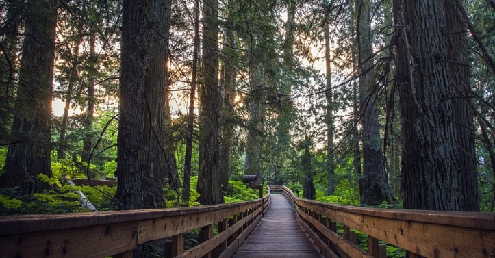 60947BCLN2007AncientForestbridge7web