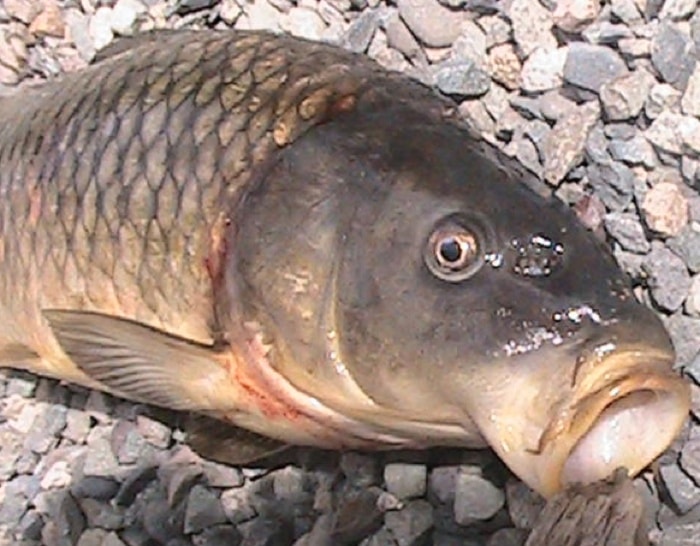 74154surreycarp2-7web