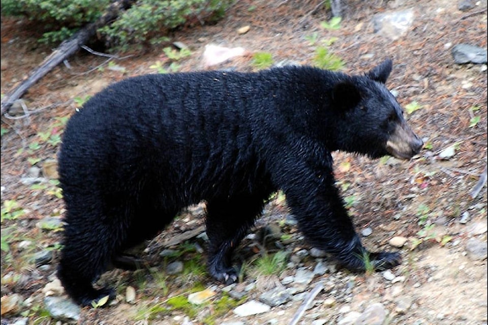 web1_170523-ABB-M-800px-Canadian_Rockies_-_the_bear_at_Lake_Louise