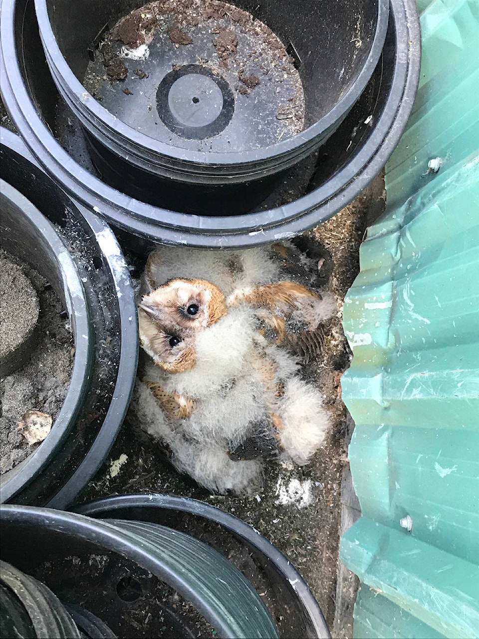 8271031_web1_170830-LAT-OwlRescue_2