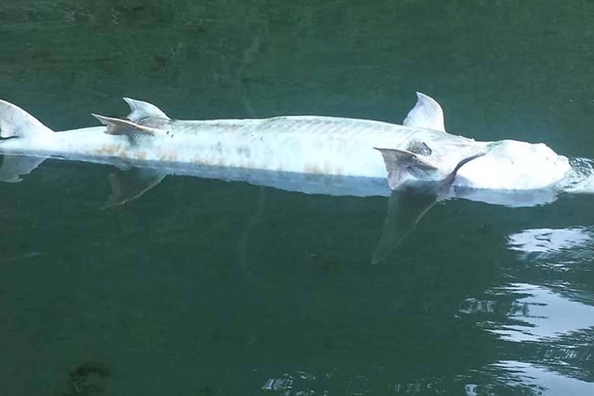 14904685_web1_13089365_web1_180817-ABB-dead-sturgeon_2