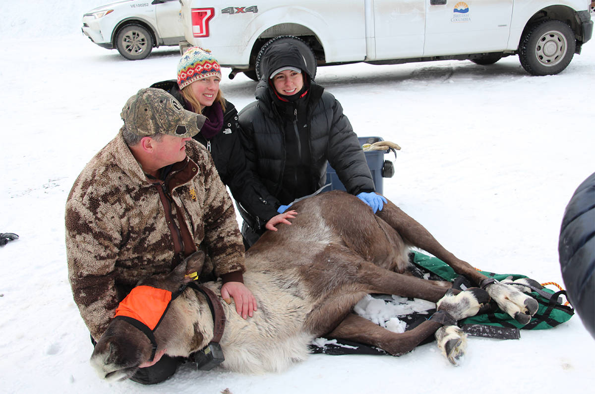 15249959_web1_copy_Capture-caribou