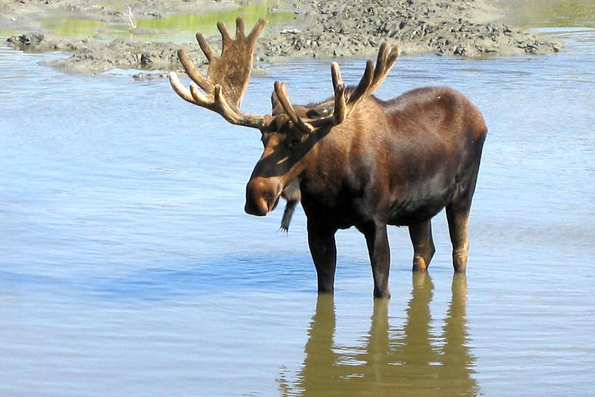 Moose Mission