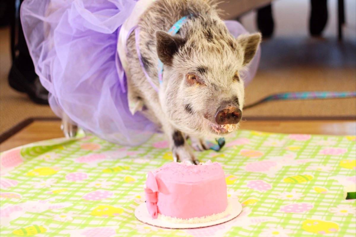 16594173_web1_190427-SNW-M-RosieThePig-birthday-party6-lc-apr27