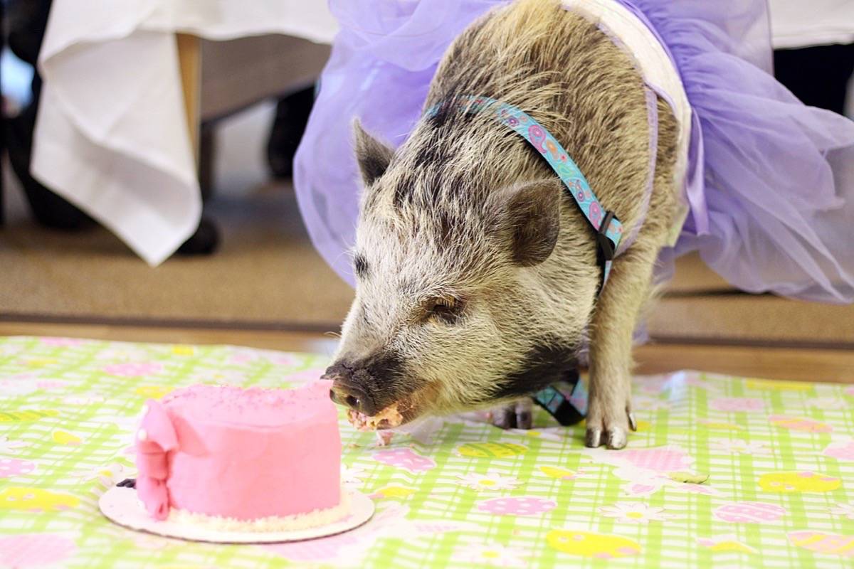 16594173_web1_190427-SNW-M-RosieThePig-birthday-party8-lc-apr27