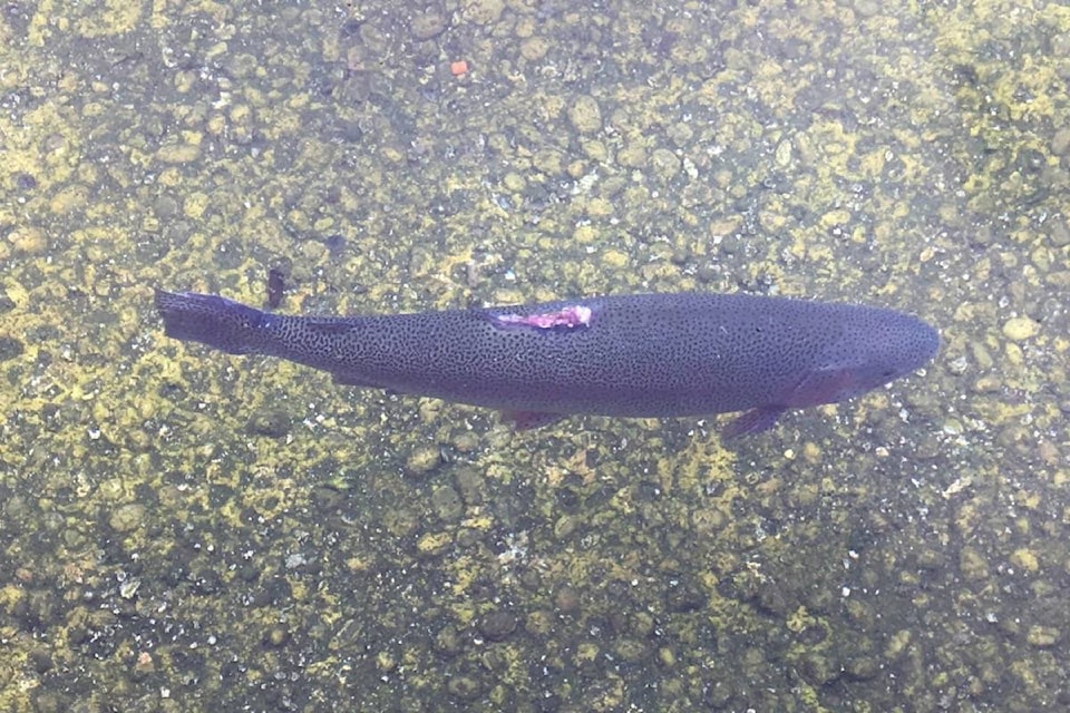 17324626_web1_190617-BPD-M-Kootenay-trout-hatchery2