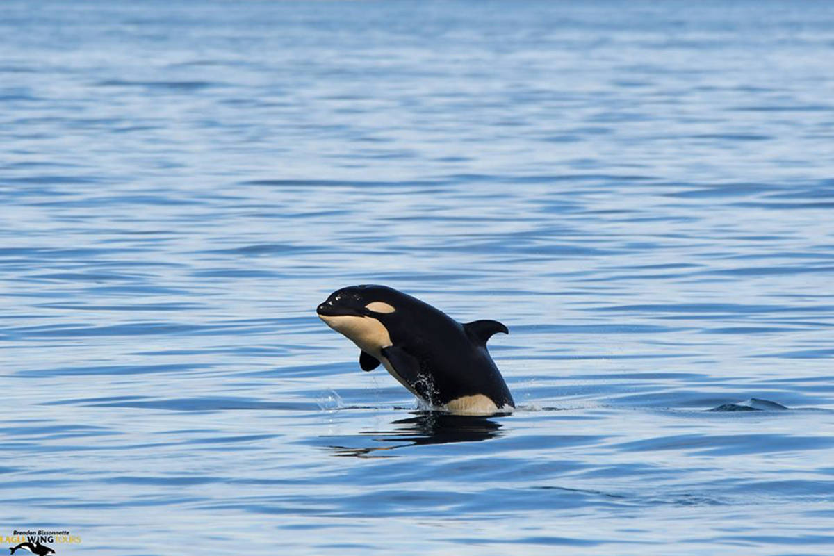 It's a girl! Baby orca snapped by Victoria whale watching company - Mission  City Record