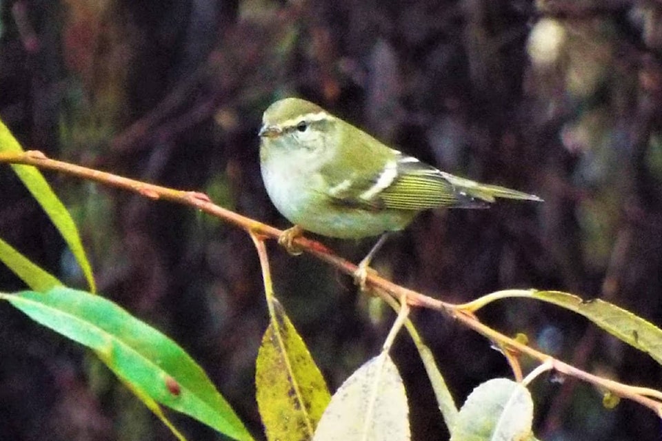 19033224_web1_191020-PNR-Warbler