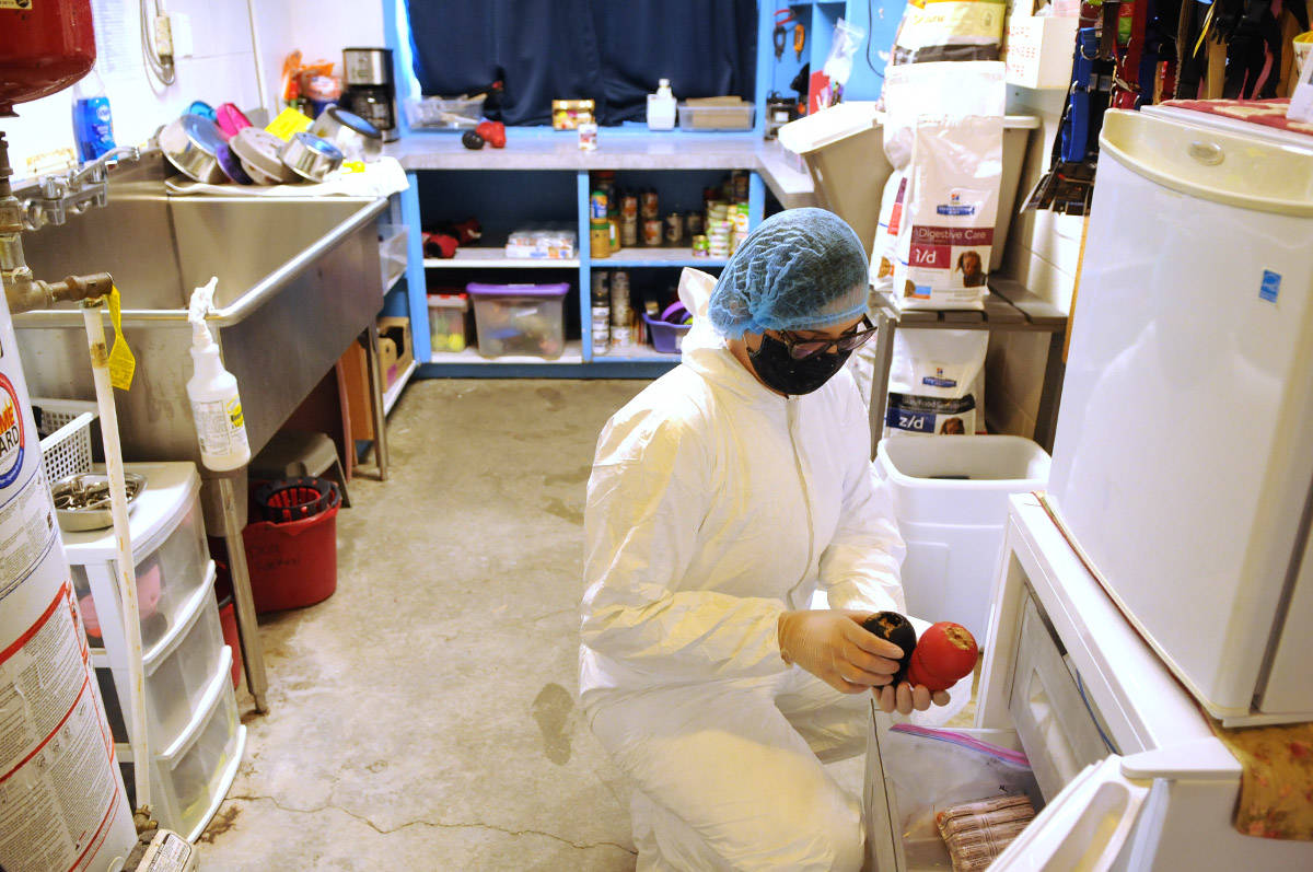 Chloé MacBeth, Chilliwack SPCA branch manager, prepares treats in toys for some of the 11 dogs in quarantine at the shelter on Wednesday, Oct. 7, 2020. (Jenna Hauck/ Chilliwack Progress)