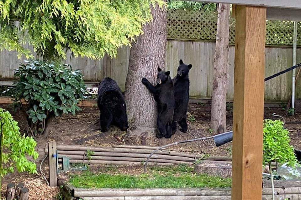 These black bears were spotted on May 4, climbing a backyard tree to get into some bird seed. All photos from Facebook.
