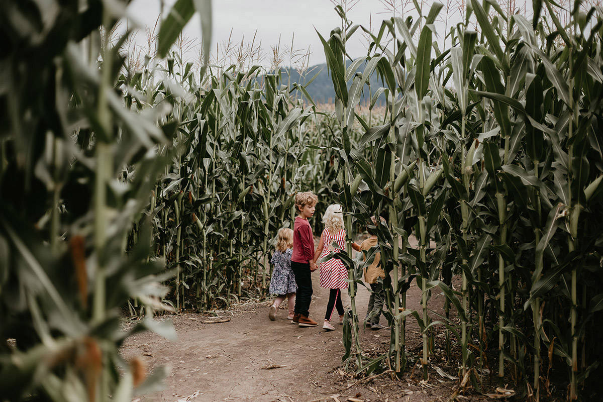The Chilliwack Corn Maze opens on Saturday, Aug. 14, 2021. (Julie Christine)