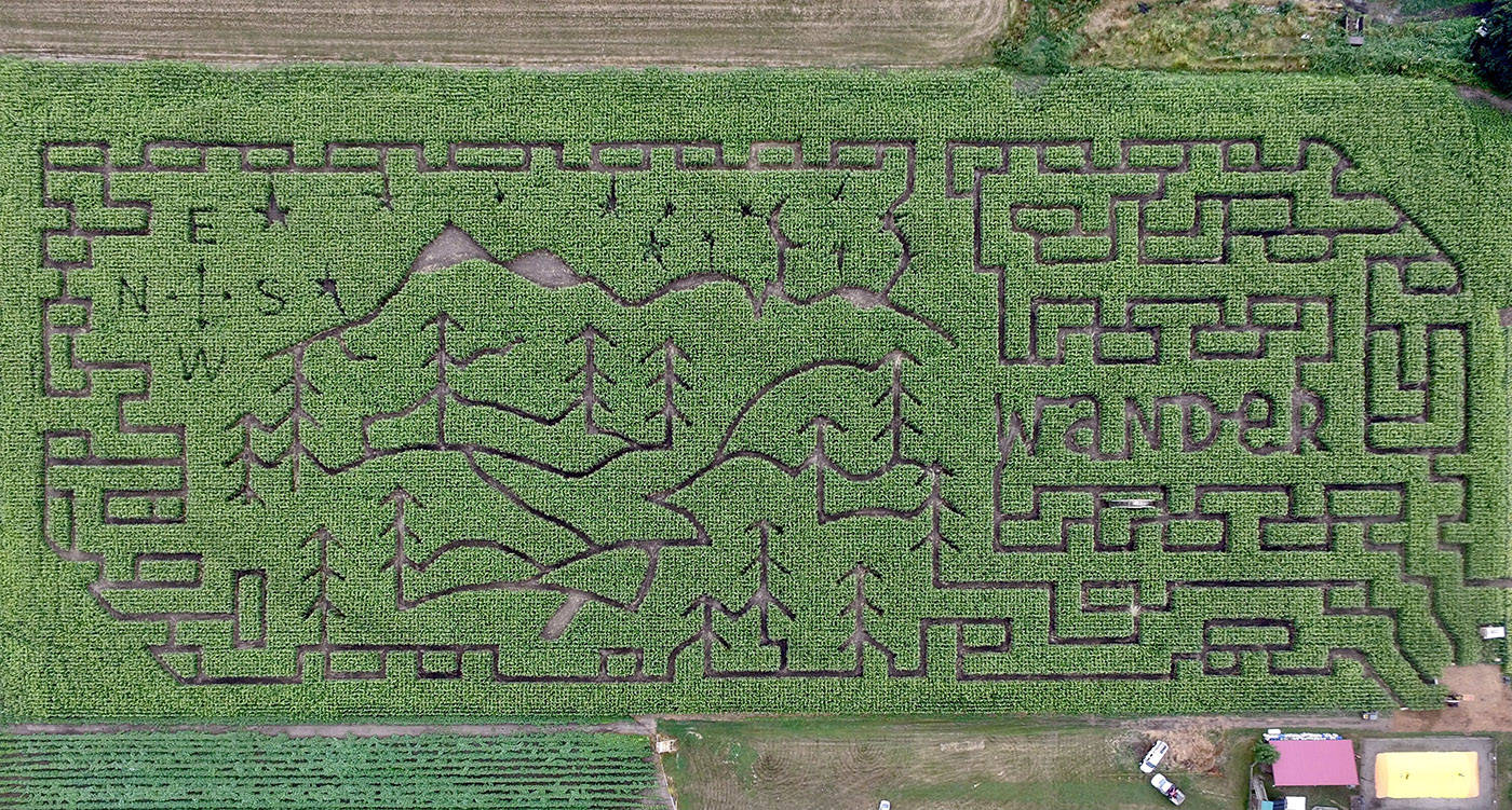 The 2021 design for the Chilliwack Corn Maze. (Submitted)