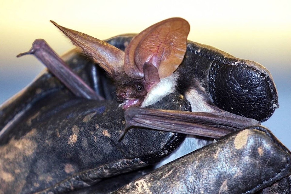 A rare female spotted bat was found resting on the balcony of a Chiliwack home recently. There are about 1,000 adult spotted bats in Canada. (Photo/Wildlife Rescue Association of B.C.)