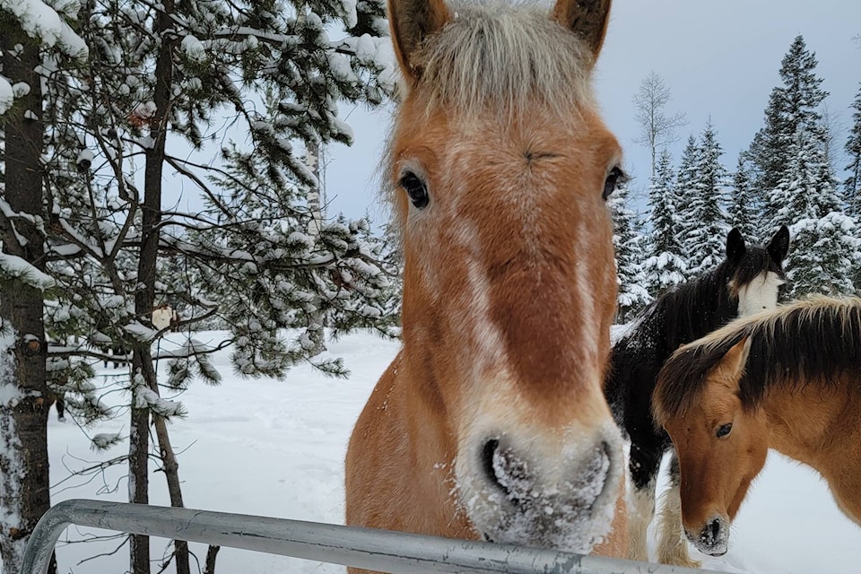 Valaurie Wettstein’s horses Jack went missing from the Flying Rooster Farm Sunday. (Photo submitted)