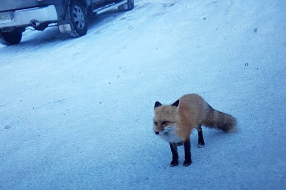 Fox 2 was trapped at Tim Hortons. (Photo submitted)