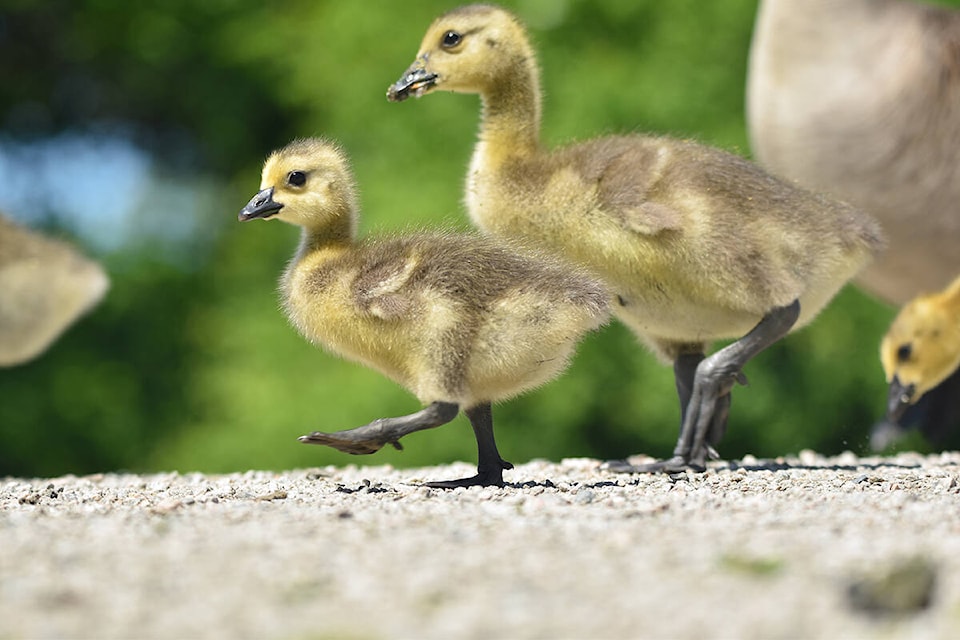 Canada goose goslings walk with their mother. (Caitlyn MacDonald photo)
