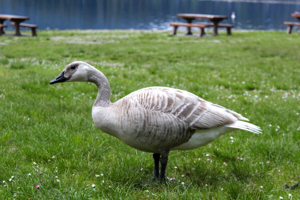 29228894_web1_copy_220524-CPL-LeucisticCanadaGoose-ItsBack-bird_2