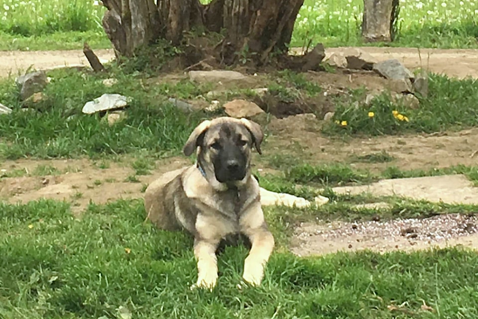 29417832_web1_220610-SAA-Shuswap-Paws-starving-dog_1