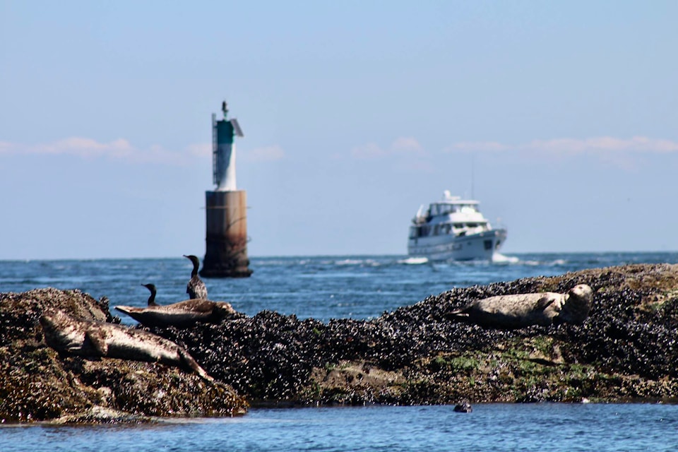 29673712_web1_200806-IFD-VI-file-photos-Porlier-pass-harbour-seal_1