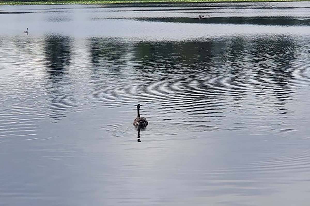 29856844_web1_220728-ABB-Goose-with-fishing-line_1