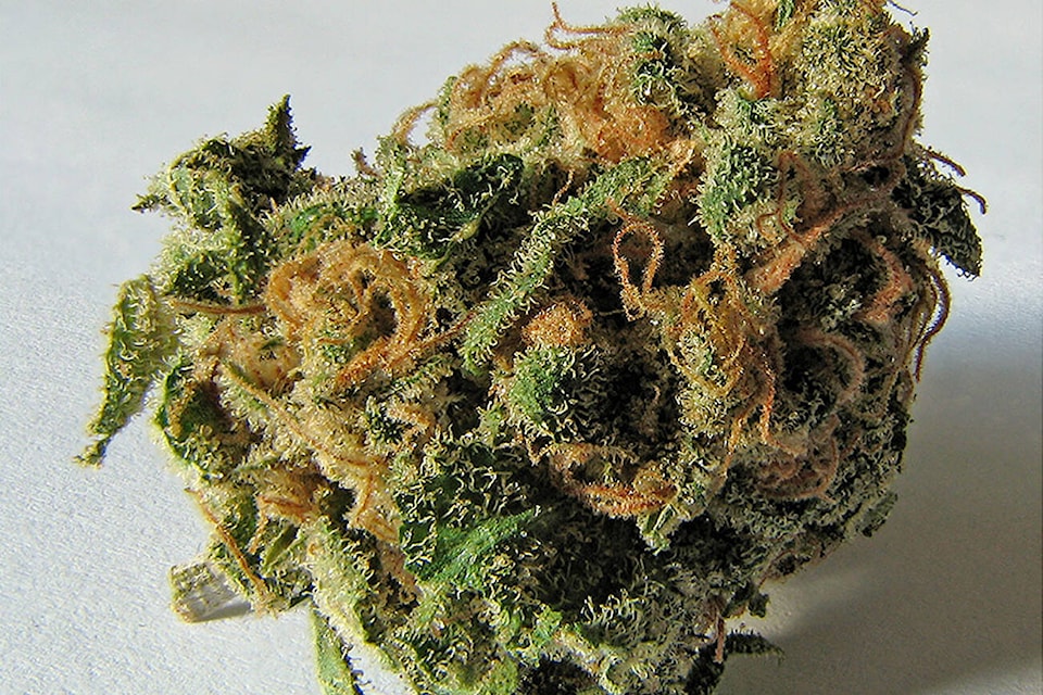 30095887_web1_Marijuana-Bud-T_1