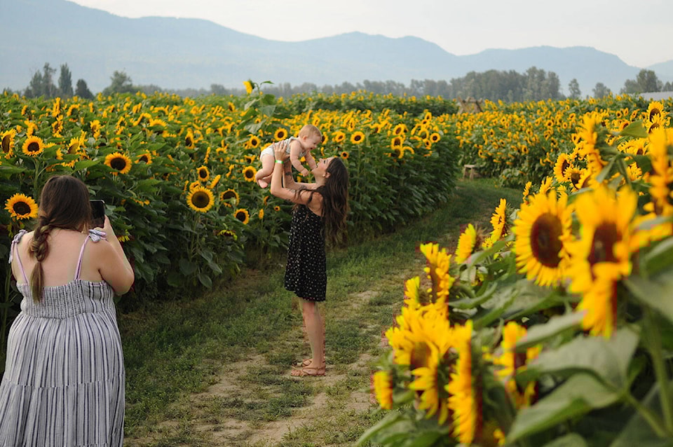 30128455_web1_220818-CPL-PHOTOS-Chilliwack-Sunflower-Festival_9