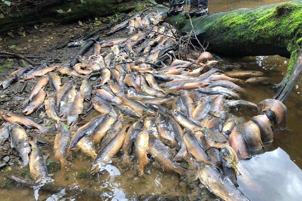 The Heiltsuk Nation have witnessed that salmon are dying by the 1,000s in the Neekas River on the mainland 20 kilometres north of Bella Bella. (Sarah Mund photo)