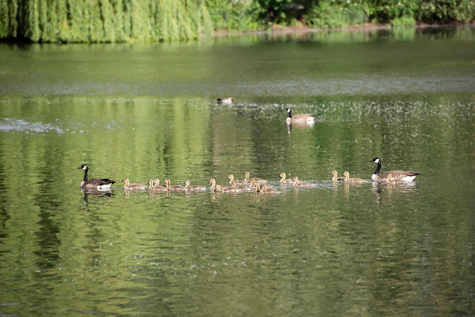 31292089_web1_Canada-Goose-Family-Sardis-Park---Carsten-Arnold-Photography-1