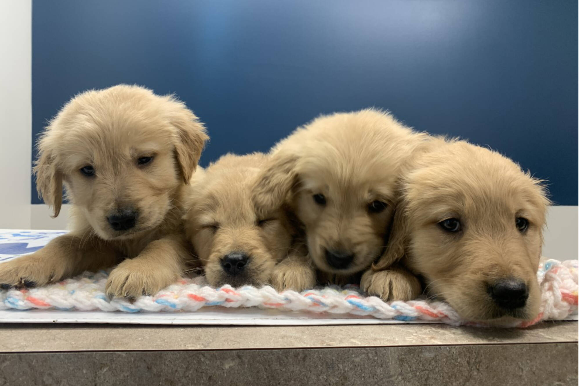 Golden retrievers including 6 puppies rescued from North