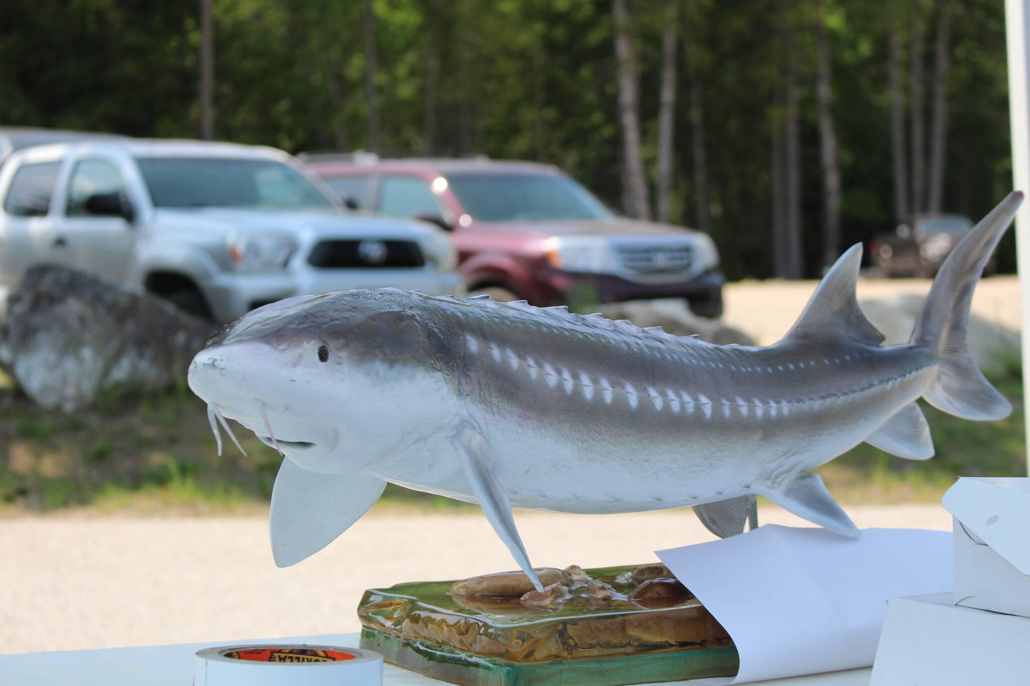 A plastic sturgeon. (Josh Piercey/Revelstoke Review)