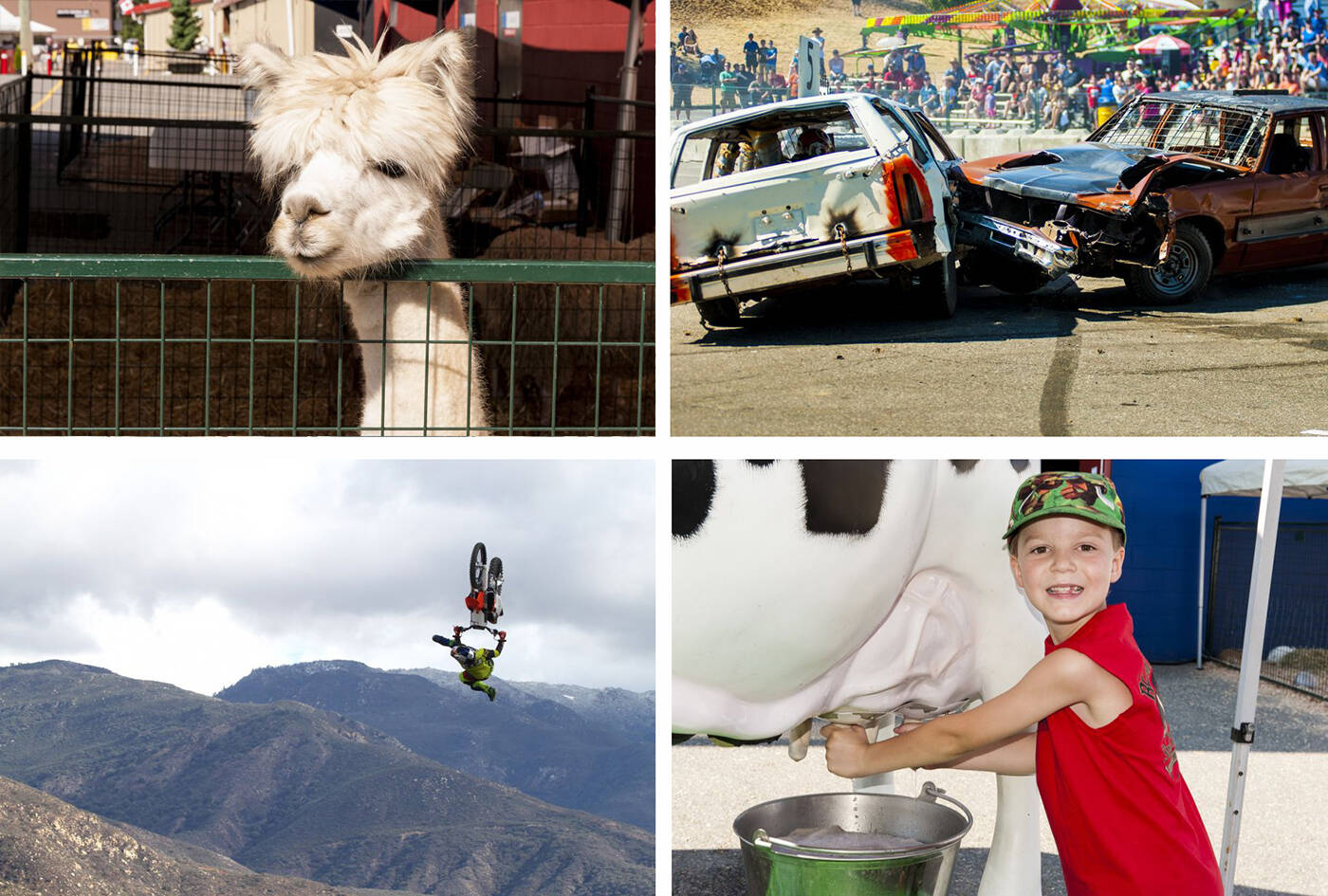 Expect the unexpected at the 2023 Abbotsford Agrifair! The Demolition Derby returns, along with daredevils and plenty of agriculture too.