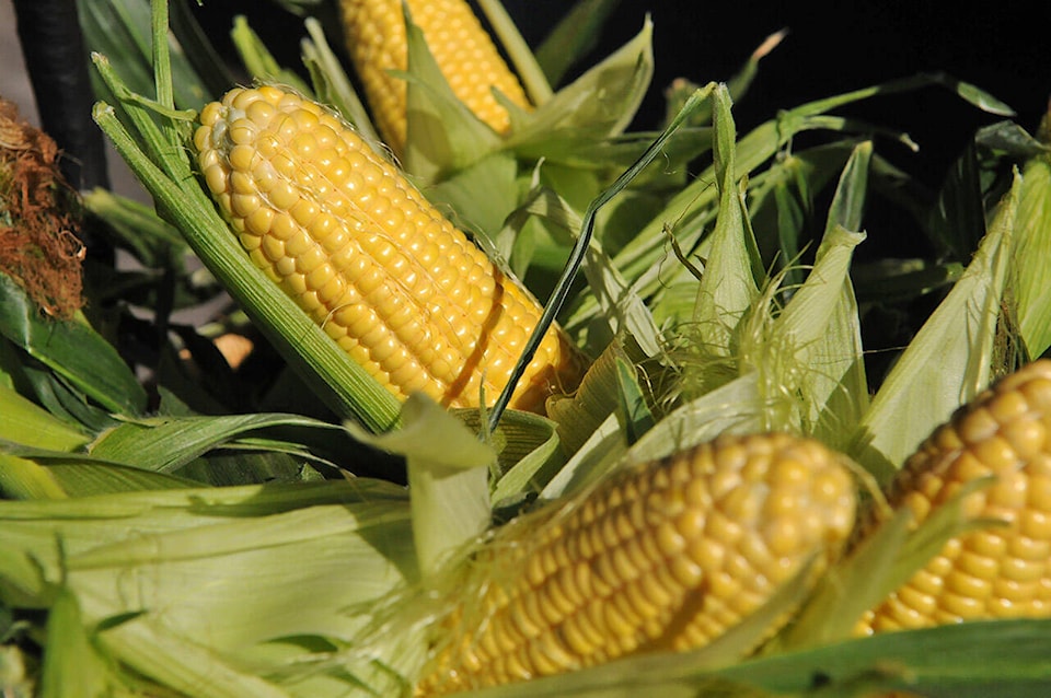 33429975_web1_copy_210604-CPL-Unofficial-holidays-June6to12-Chilliwack-Corn-On-The-Cob_1