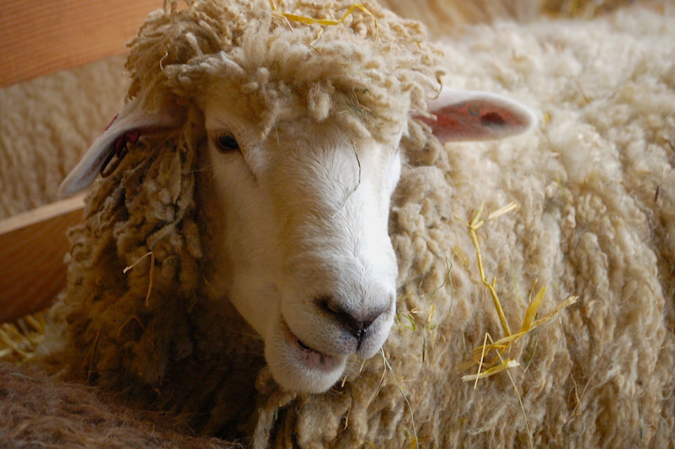 fall-fair-saanich-fair-sheep-copy