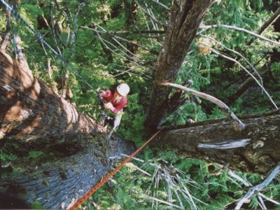 35879mondaymagPage17_RBoyceClimbsRainforestCanopy