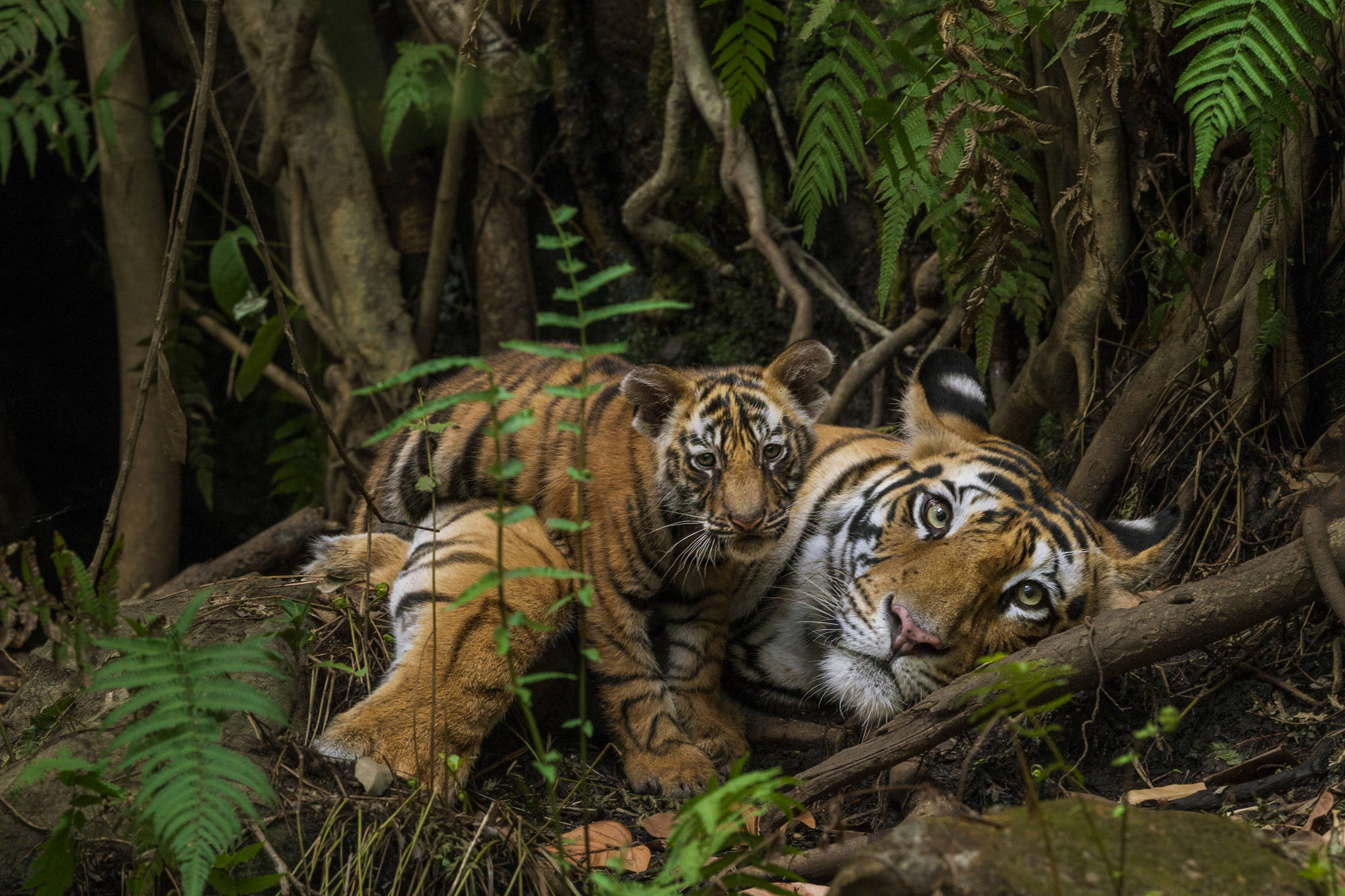 19030922_web1_Tiger-mother-and-cub.-photo-by-Steve-Winter