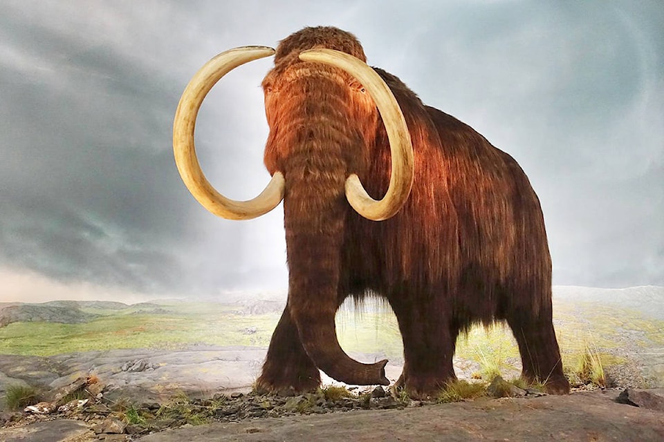 20233033_web1_MMA-RBCM-WoollyMammoth