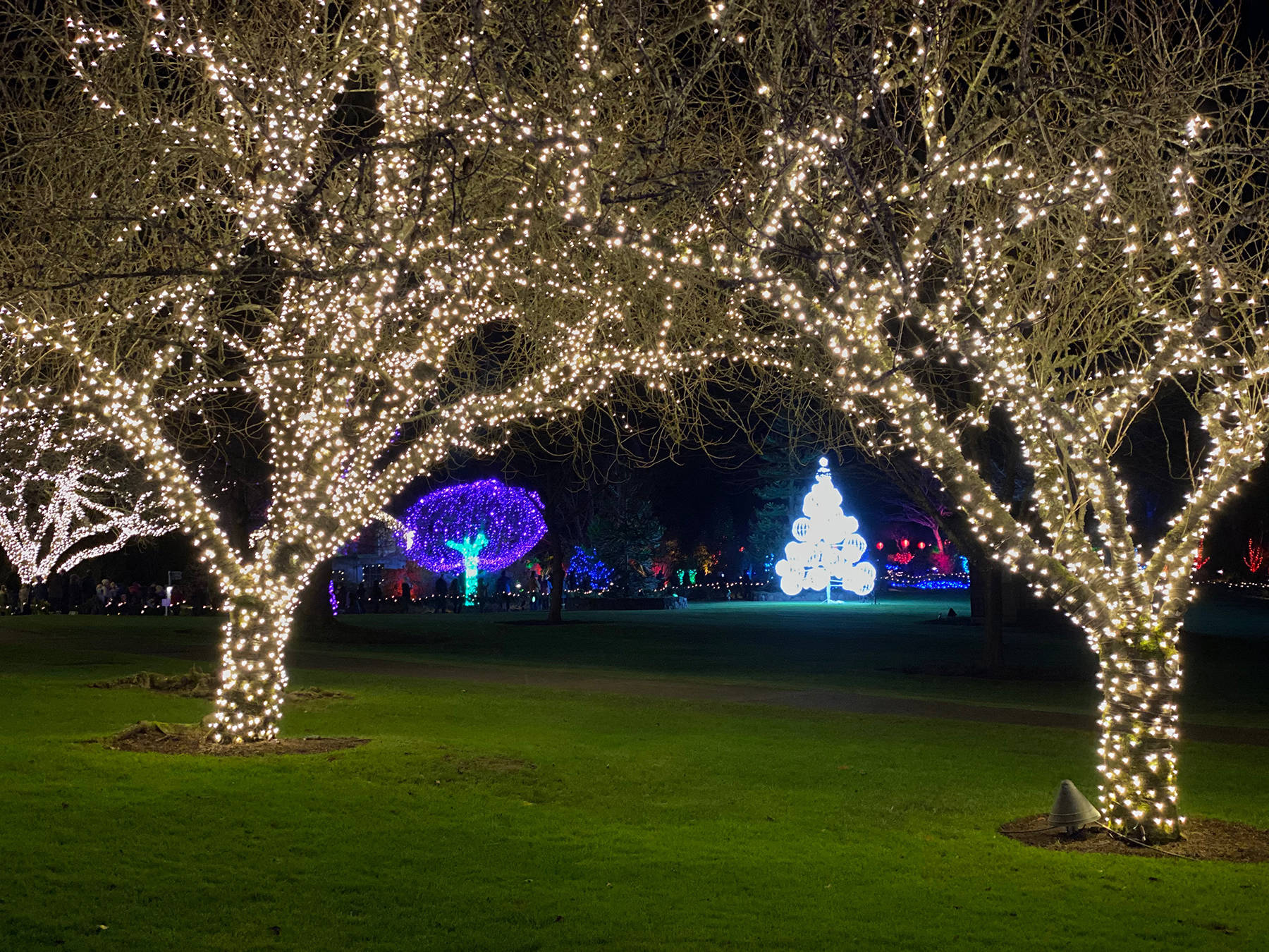 Trees dressed in faerie lights greet Butchart Gardens guests. Jen Blyth photo.