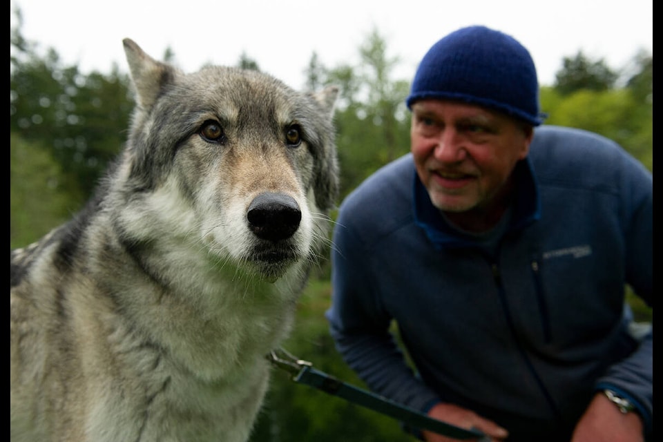 The relationship between Gary Allen and wolf-dog Tundra is one of many explored in Part of the Pack, an award-winning documentary that has its world broadcast premiere on Knowledge Network, Tuesday, June 6 at 9 p.m. (Isabelle Groc)