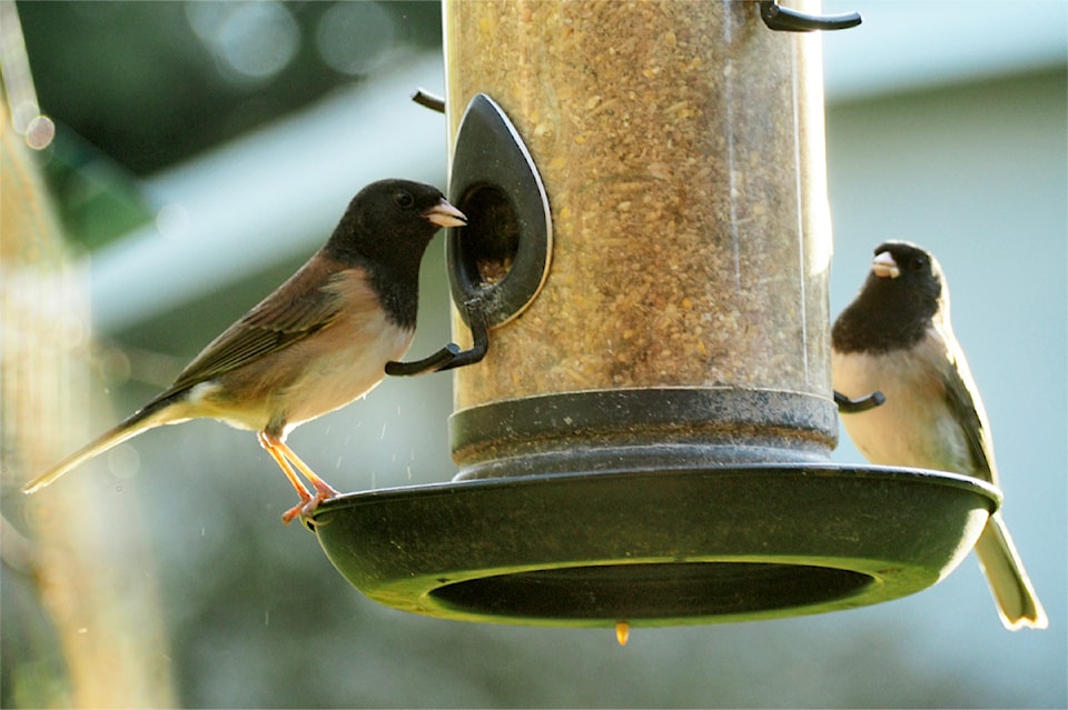 2250103-nbu-daark-eyed-junco-3-p1010020