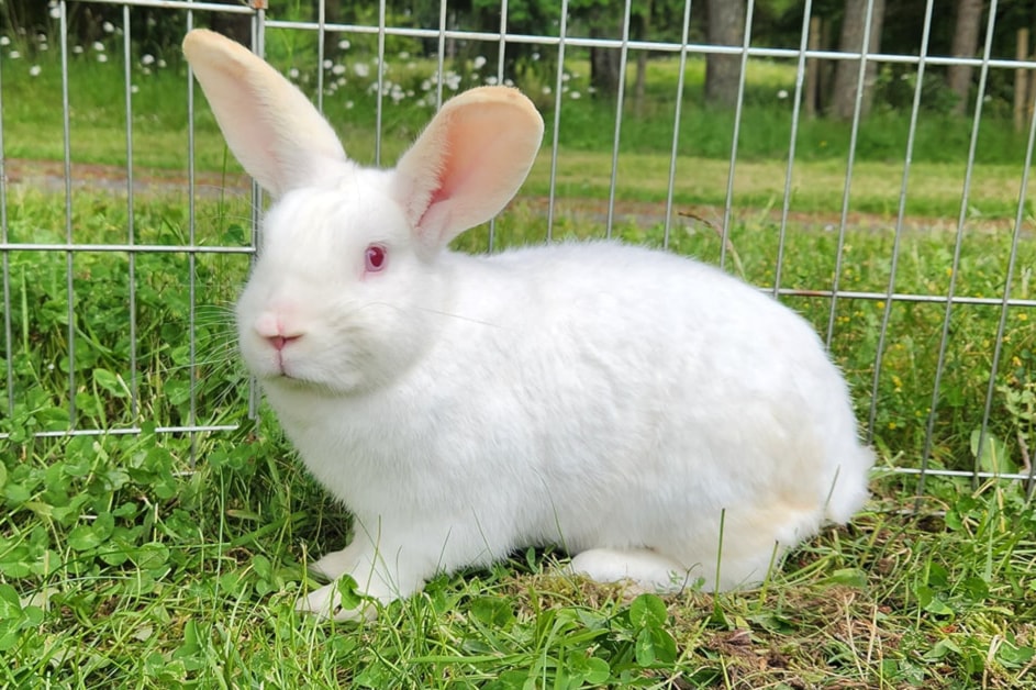 adoptable-bun