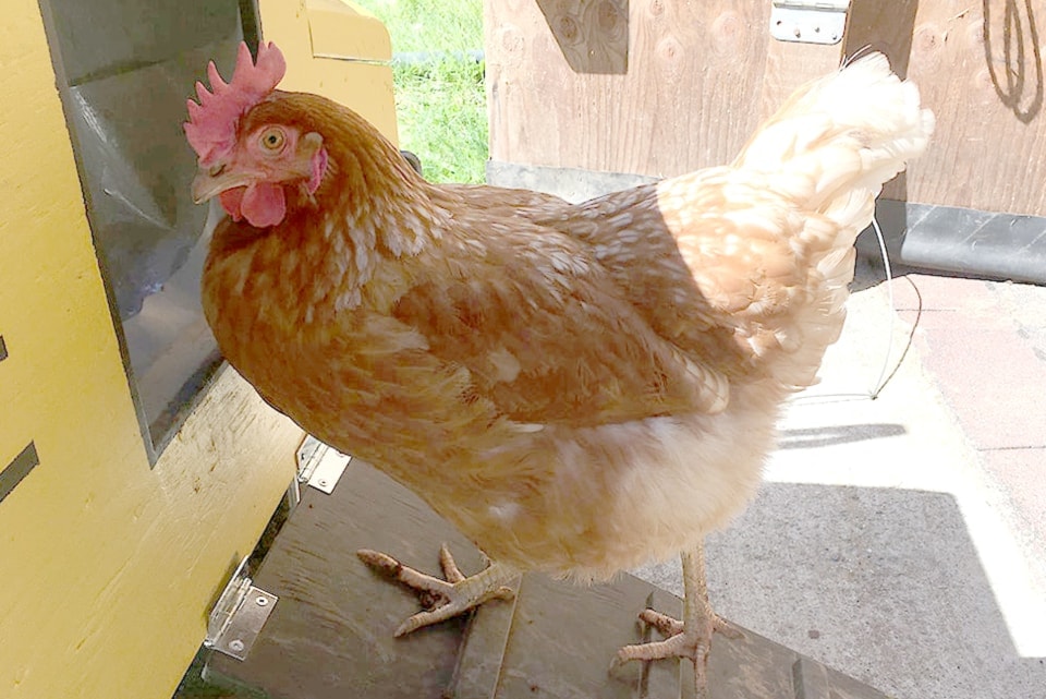chicken_3447-1