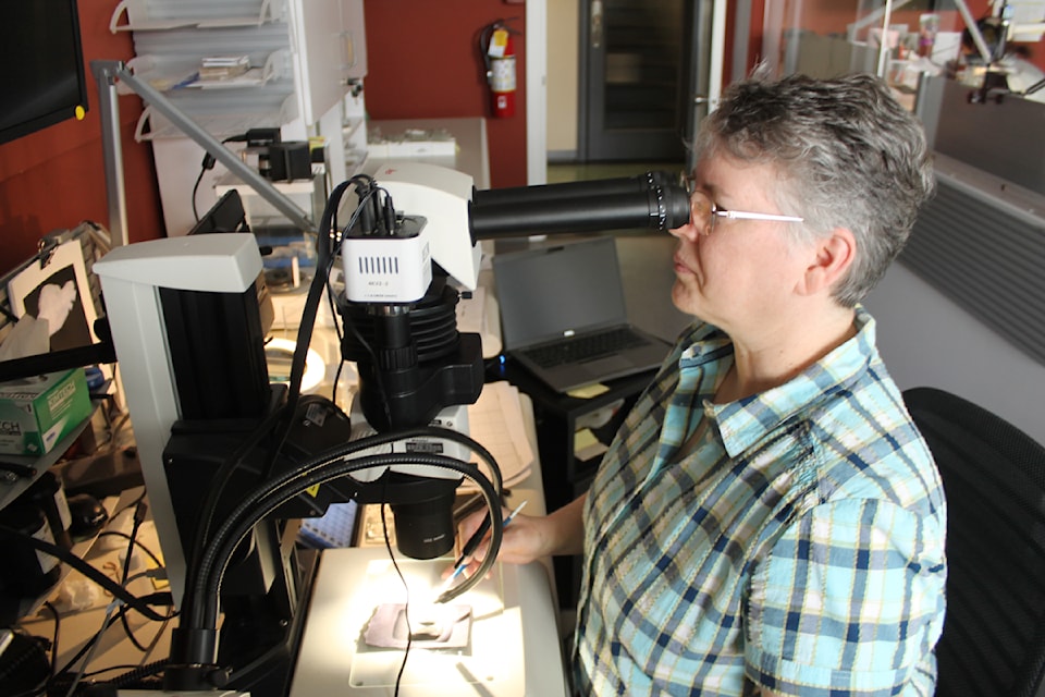Audrey Ty, sclerochronology lab manager at Nanaimo's Pacific Biological Research Station, examines a sample. (Jessica Durling/News Bulletin)