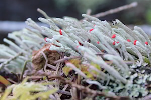 BioBlitz seeks citizen scientists in Nanaimo and Ladysmith