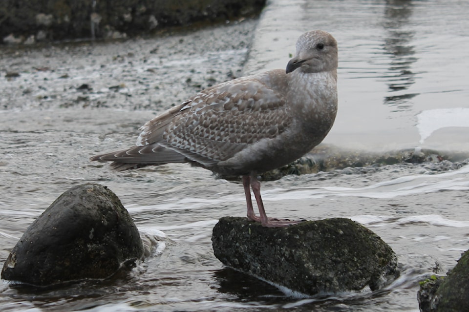 gull-2-edited